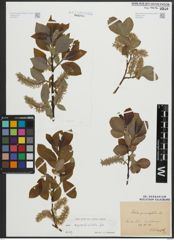 Foto von Salix appendiculata Vill.
